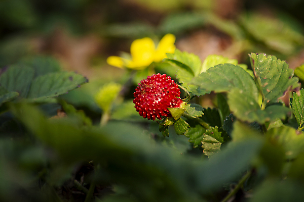 포토 JPG 해외이미지 식물 계절 열매 음식 잎 농업 과일 부분 자연 벽지 딸기 디저트 건강 미술 사람없음 장식 빨간색 초록색 농작물 정원 젖음 수확 덮개 신선 달콤 맛 원예 질감 내추럴 숙성 세련 해외포토 산업 컬러 컨셉 문화예술 취미 뚜껑 생태계 파일형식 이미지허브