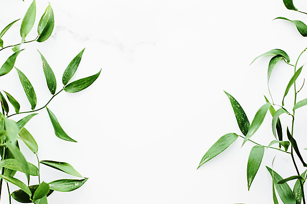 포토 JPG 해외이미지 잎 프레임 사람없음 흰배경 대리석 카피스페이스 보테니컬아트 해외포토 식물 백그라운드 재료 공백 흰색 파일형식 이미지허브