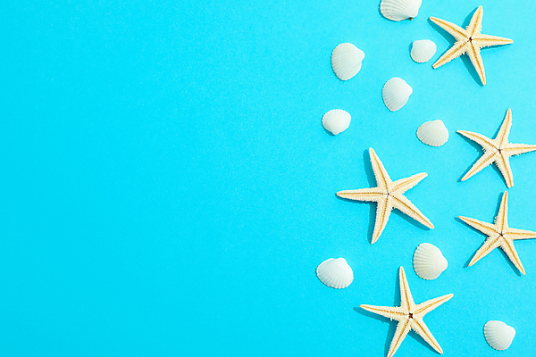 포토 JPG 해외이미지 스튜디오촬영 불가사리 사람없음 조개껍데기 오브젝트 카피스페이스 해외포토 조개 극피동물 실내 공백 파일형식 이미지허브 이미지허브