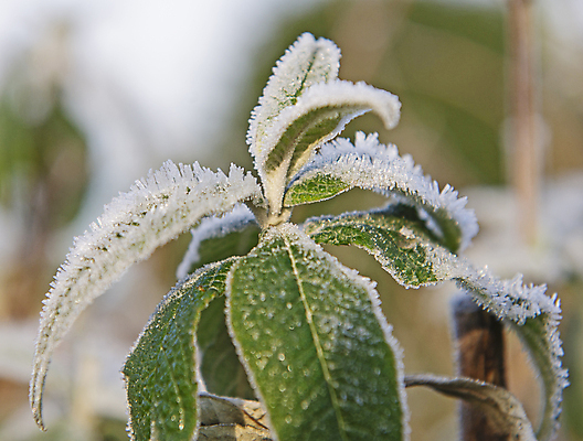 포토 JPG 해외이미지 식물 계절 잎 크리스마스 겨울 자연 풍경 사람없음 야외 초록색 뷰티 환경 정원 냉동 얼음 추위 흰색 시골 묘사 서리 내추럴 해외포토 자연요소 기념일 컬러 생태계 파일형식 이미지허브