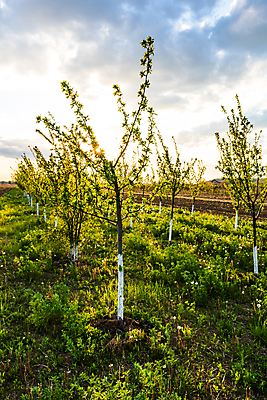 포토 JPG 해외이미지 나무 식물 계절 공원 농업 자연 사람없음 야외 목재 정원 페인트 봄 흰색 나뭇가지 붓 수비 보호 사과 과수원 원예 내추럴 돌봄 미백 원예사 해외포토 직업 공공시설 산업 컬러 컨셉 과일 재료 모션 취미 생태계 파일형식 이미지허브