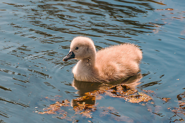 포토 JPG 해외이미지 주간 한마리 호수 사람없음 야외 백조 해외포토 자연요소 1 조류 파일형식 이미지허브