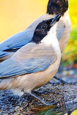 포토 JPG 해외이미지 동물 유럽 야생동물 날개 자연 조류 사람없음 야외 뷰티 환경 목욕 다양 연못 스페인 보호 숲 갈증 깃털 환경보전 생태계 생물학 부리 서식지 동물상 생태학 해외포토 교육 나라 다수 컨셉 조형물 청결 사회이슈 파일형식 이미지허브