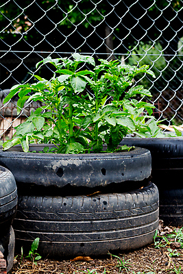 포토 JPG 해외이미지 식물 음식 잎 농업 채소 자연 감자 사람없음 세로 초록색 농작물 농경지 정원 재활용 시골 신선 농부 유기농 원예 타이어 내추럴 밭일 세련 해외포토 직업 웰빙 산업 컬러 취미 농장 친환경 생태계 파일형식 이미지허브