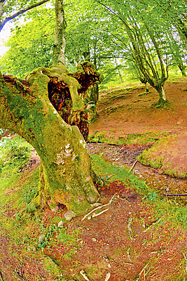 포토 JPG 해외이미지 나무 공원 유럽 야생동물 여행 잎 자연 휴식 산 사람없음 야외 목재 물 강 뷰티 환경 다양 스페인 보호 숲 환경보전 생태계 생물학 서식지 내추럴 민물 보호구역 삼림지대 생태학 해외포토 자연요소 식물 동물 공공시설 교육 나라 다수 컨셉 재료 사회이슈 구역 파일형식 이미지허브