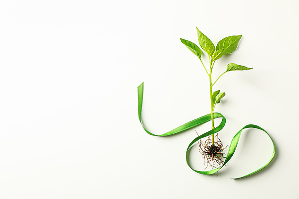 포토 JPG 해외이미지 식물 리본 백그라운드 자연 초록색 농장 새싹 정원 흙 에코 뿌리 묘목 해외포토 나무 컬러 농업 환경 생태계 파일형식 이미지허브