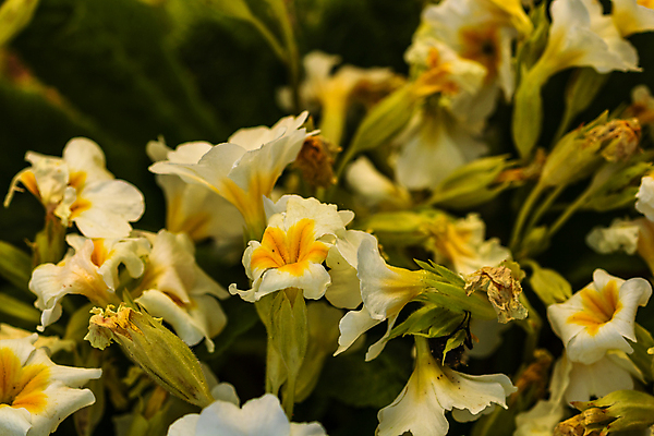 포토 JPG 해외이미지 식물 계절 꽃잎 꽃 분홍색 백그라운드 잎 꽃무늬 봄꽃 자연 사람없음 장식 초록색 여름 컬러풀 뷰티 정원 봄 벚꽃 신선 개화 원예 내추럴 프리뮬러 해외포토 컬러 무늬 취미 생태계 파일형식 이미지허브