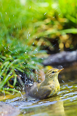 포토 JPG 해외이미지 동물 유럽 야생동물 날개 자연 조류 사람없음 컬러풀 뷰티 환경 목욕 다양 연못 스페인 보호 숲 갈증 버드나무 깃털 환경보전 생태계 생물학 부리 서식지 동물상 보호구역 생태학 해외포토 나무 교육 나라 컬러 다수 컨셉 조형물 청결 사회이슈 구역 파일형식 이미지허브