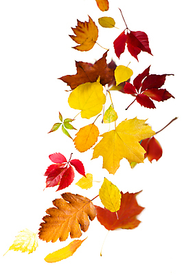 포토 JPG 해외이미지 단풍 낙엽 사람없음 오브젝트 해외포토 잎 파일형식 이미지허브