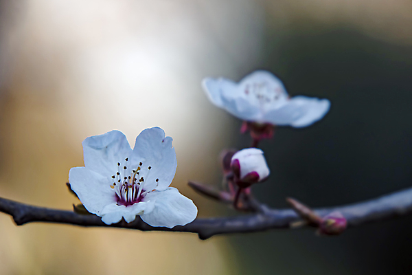 포토 JPG 해외이미지 자연 사람없음 벚꽃 나뭇가지 우아함 해외포토 나무 꽃 컨셉 생태계 파일형식 이미지허브