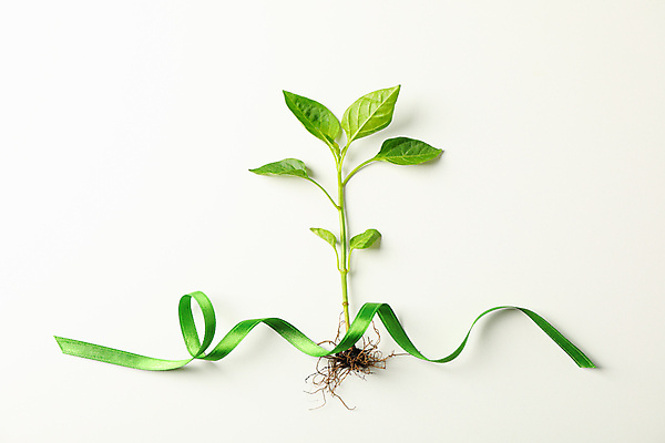 포토 JPG 해외이미지 리본 자연 신체부위 새싹 에코 묘목 해외포토 나무 식물 사람 환경 생태계 파일형식 이미지허브