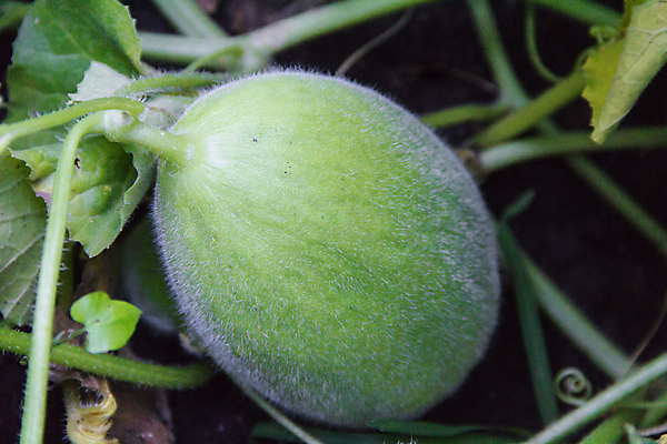 포토 JPG 해외이미지 식물 음식 밭 농업 채소 과일 자연 종류 사람없음 초록색 농장 정원 벚꽃 달콤 농부 작음 멜론 유기농 생물학 내추럴 채소밭 세련 해외포토 직업 웰빙 교육 꽃 산업 컬러 맛 크기 생태계 파일형식 이미지허브