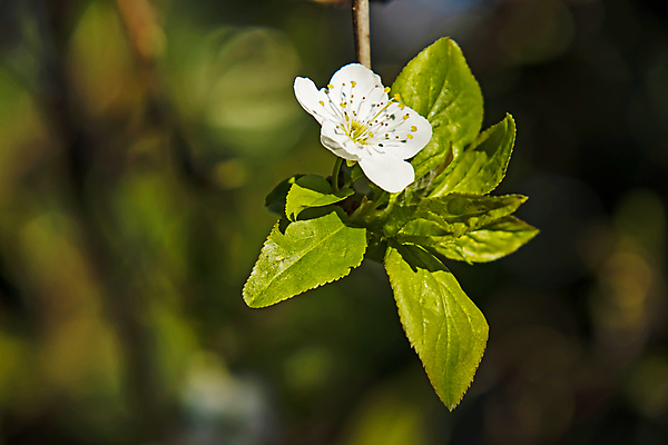 포토 JPG 해외이미지 잎 자연 사람없음 벚꽃 나뭇가지 우아함 해외포토 나무 식물 꽃 컨셉 생태계 파일형식 이미지허브