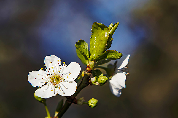 포토 JPG 해외이미지 잎 자연 사람없음 벚꽃 나뭇가지 우아함 해외포토 나무 식물 꽃 컨셉 생태계 파일형식 이미지허브