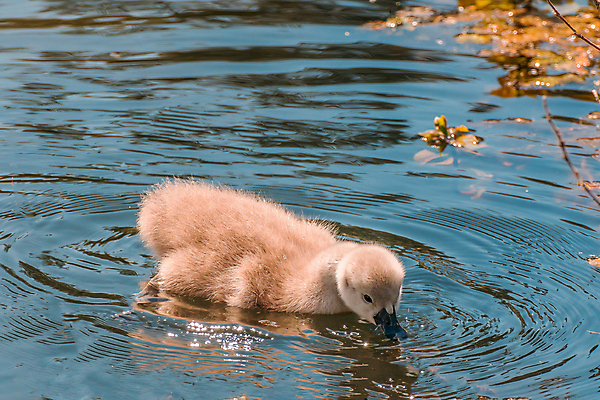 포토 JPG 해외이미지 주간 한마리 호수 사람없음 야외 백조 해외포토 자연요소 1 조류 파일형식 이미지허브