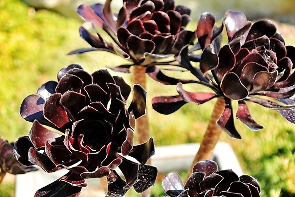 포토 JPG 해외이미지 나무 식물 디자인 공원 꽃 여행 백그라운드 잎 꽃무늬 패턴 자연 사람없음 빨간색 초록색 뷰티 장미 갈색 정원 보라색 어둠 수집 유기농 질감 시드니 상록수 잡종 내추럴 인기 해외포토 웰빙 공공시설 컬러 무늬 호주 생태계 파일형식 이미지허브