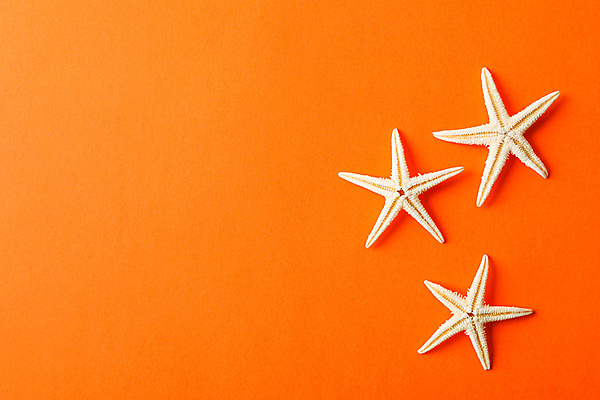 포토 JPG 해외이미지 스튜디오촬영 백그라운드 불가사리 사람없음 여름 오브젝트 카피스페이스 해외포토 계절 극피동물 실내 공백 파일형식 이미지허브 이미지허브