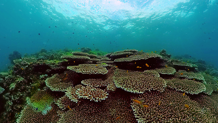 포토 JPG 해외이미지 동물 야생동물 바다 여행 백그라운드 자연 어류 사람없음 물 컬러풀 환경 바닷속 수중 수영 탐험 스노클링 산호 생태계 다이빙 장면 암초 발견 깊이 이국적 해외포토 자연요소 컬러 수중동물 수상스포츠 자포동물 수중스포츠 파일형식 이미지허브