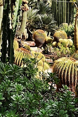 포토 JPG 해외이미지 식물 공원 화초 잎 패턴 자연 선인장 손바닥 사람없음 장식 초록색 농장 정원 맑음 사막 뜨거움 원형 가시 황무지 스페인 지중해 척추 원예 날카로움 스파이크 찌르기 내추럴 대칭 세기 스페인어 알리칸테 온실 이국적 해외포토 도형 손 공공시설 유럽 바다 컬러 무늬 농업 모션 날씨 뼈 취미 생태계 파일형식 이미지허브