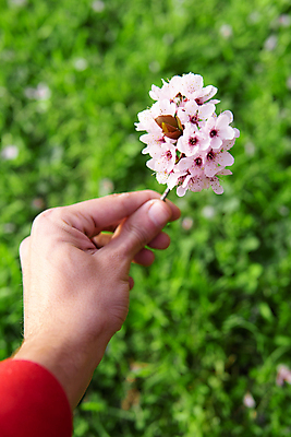 포토 JPG 해외이미지 나무 식물 계절 꽃 아시아 문화 길 분홍색 여행 백그라운드 꽃무늬 자연 하늘 동양인 사람없음 야외 장식 초록색 장미 정원 일본 봄 벚꽃 나뭇가지 시골 신선 개화 체리 4월 즐거움 시력 장면 내추럴 해외포토 감정 나라 컬러 무늬 과일 인종 날짜 생태계 파일형식 이미지허브