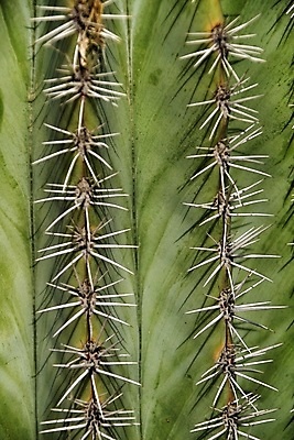 포토 JPG 해외이미지 모양 식물 디자인 화초 줄기 백그라운드 스티커 잎 패턴 자연 선인장 건조 사람없음 야외 장식 초록색 컬러풀 정원 사막 뜨거움 가시 위험 피부 척추 묘사 질감 날카로움 스파이크 거인 내추럴 이국적 해외포토 컬러 컨셉 무늬 뼈 신체부위 생태계 파일형식 이미지허브