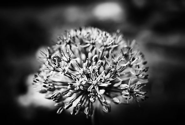 포토 JPG 해외이미지 식물 꽃잎 꽃 분홍색 꽃다발 백그라운드 꽃무늬 자연 양파 사람없음 야외 장식 초록색 뷰티 정원 보라색 봄 벚꽃 개화 우아함 작음 제비꽃 활 원예 내추럴 취급주의 해외포토 계절 컬러 컨셉 무늬 채소 경고 취미 크기 생태계 파일형식 이미지허브