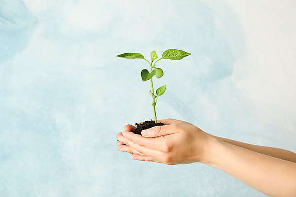 포토 JPG 해외이미지 손 잎 들기 신체부위 흙 잡기 에코 생태계 묘목 해외포토 나무 식물 모션 사람 환경 파일형식 이미지허브