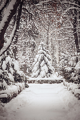 포토 JPG 해외이미지 나무 식물 길 겨울 자연 날씨 스키 흑백 사람없음 야외 목재 햇빛 얼음 추위 나뭇가지 소나무 숲 땅 서리 침엽수 전나무 삼림지대 해외포토 자연요소 계절 재료 겨울스포츠 촬영기법 태양 생태계 파일형식 이미지허브