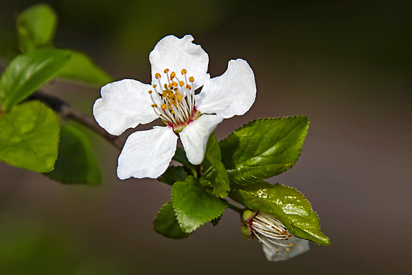 포토 JPG 해외이미지 잎 자연 사람없음 벚꽃 나뭇가지 우아함 해외포토 나무 식물 꽃 컨셉 생태계 파일형식 이미지허브