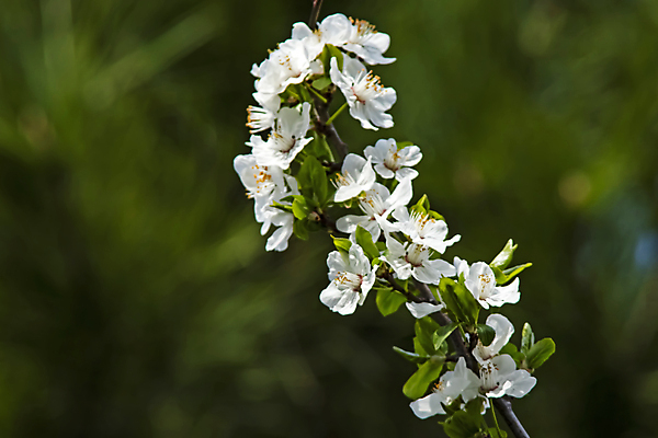 포토 JPG 해외이미지 잎 자연 사람없음 벚꽃 나뭇가지 우아함 해외포토 나무 식물 꽃 컨셉 생태계 파일형식 이미지허브
