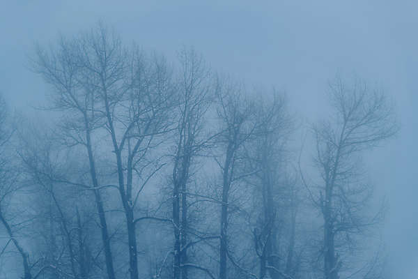포토 JPG 해외이미지 나무 계절 공원 겨울 자연 하늘 아침 날씨 풍경 사람없음 야외 목재 파란색 냉동 얼음 추위 안개 흰색 나뭇가지 숲 서리 장면 내추럴 반투명 벌거벗은 뿌연 눈내림 해외포토 주간 자연요소 식물 공공시설 컬러 재료 눈_날씨 생태계 파일형식 이미지허브