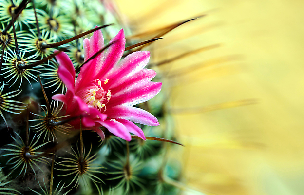 포토 JPG 해외이미지 선인장 실내 근접촬영 사람없음 아웃포커스 개화 선인장꽃 날카로움 해외포토 식물 꽃 뷰포인트 촬영기법 내부 파일형식 이미지허브