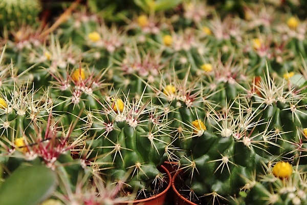포토 JPG 해외이미지 식물 꽃 백그라운드 과일 공 자연 불 멕시코 선인장 건조 통 사람없음 장식 초록색 지구본 환경 정원 사막 성장 뜨거움 원형 가시 냄비 위험 척추 원예 질감 날카로움 스파이크 리빙 찌르기 내추럴 해외포토 자연요소 도형 컬러 컨셉 북아메리카 모션 뼈 취미 솥 생태계 파일형식 이미지허브