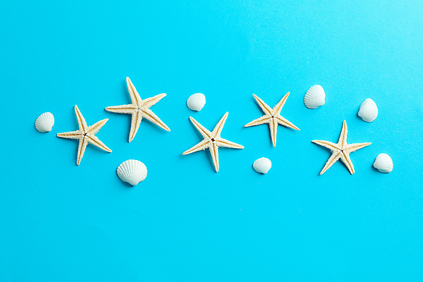 포토 JPG 해외이미지 스튜디오촬영 불가사리 사람없음 여름 조개껍데기 오브젝트 해외포토 계절 조개 극피동물 실내 파일형식 이미지허브 이미지허브