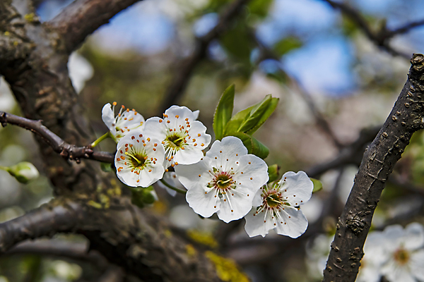 포토 JPG 해외이미지 잎 자연 사람없음 벚꽃 나뭇가지 우아함 해외포토 나무 식물 꽃 컨셉 생태계 파일형식 이미지허브