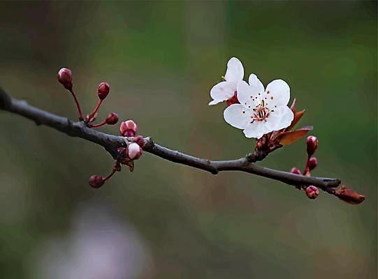포토 JPG 해외이미지 자연 사람없음 벚꽃 나뭇가지 우아함 나무 꽃 컨셉 생태계 파일형식 이미지허브