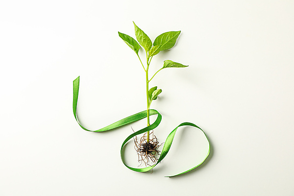 포토 JPG 해외이미지 리본 백그라운드 사람없음 새싹 에코 묘목 해외포토 나무 식물 환경 파일형식 이미지허브