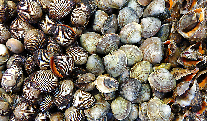 포토 JPG 해외이미지 동물 음식 바다 백그라운드 다이어트 재료 자연 낚시 조개 프레임 건강 종류 사람없음 식사 껍질 신선 가득함 해산물 날것 홍합 해외포토 레저 어패류 생태계 파일형식 이미지허브