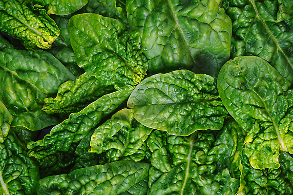 포토 JPG 해외이미지 식물 음식 백그라운드 잎 농업 다이어트 채소 재료 자연 건강 사람없음 초록색 저녁식사 샐러드 신선 정상 상추 먹기 상쾌 유기농 질감 날것 시금치 흙더미 채식주의자 비건음식 해외포토 웰빙 감정 산업 컬러 모션 식사 흙 생태계 채식 파일형식 더미 비건 이미지허브