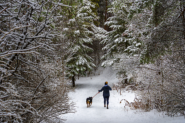 포토 JPG 해외이미지 동물 공원 행복 백그라운드 겨울 포유류 자연 사람없음 야외 반려동물 검은색 산책 추위 흰색 개 숲 서리 송곳니 기르기 유래 해외포토 계절 공공시설 감정 컬러 휴식 치아 생태계 돌봄 파일형식 이미지허브