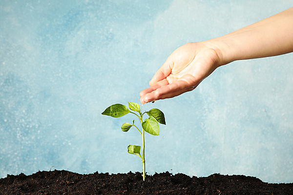 포토 JPG 해외이미지 손 백그라운드 자연 신체부위 물 새싹 흙 물주기 에코 해외포토 자연요소 식물 모션 사람 환경 생태계 파일형식 이미지허브