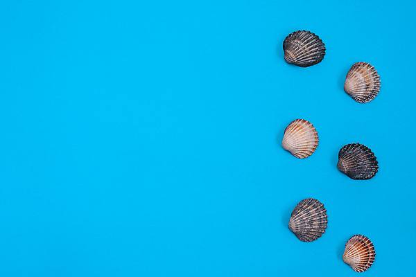 포토 JPG 해외이미지 스튜디오촬영 사람없음 다양 조개껍데기 오브젝트 많음 카피스페이스 해외포토 다수 컨셉 조개 실내 공백 파일형식 이미지허브 이미지허브