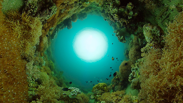 포토 JPG 해외이미지 동물 야생동물 바다 여행 백그라운드 자연 어류 사람없음 물 환경 바닷속 수중 수영 탐험 스노클링 산호 생태계 다이빙 장면 암초 발견 깊이 이국적 해외포토 자연요소 수중동물 수상스포츠 자포동물 수중스포츠 파일형식 이미지허브