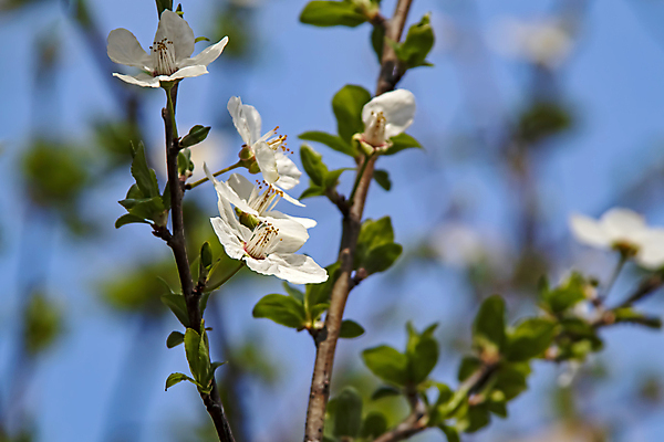 포토 JPG 해외이미지 잎 자연 하늘 사람없음 벚꽃 나뭇가지 우아함 해외포토 나무 식물 꽃 컨셉 생태계 파일형식 이미지허브