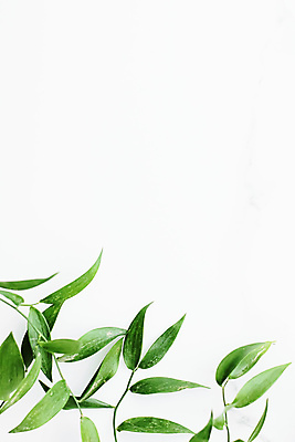 포토 JPG 해외이미지 잎 프레임 사람없음 흰배경 카피스페이스 보테니컬아트 해외포토 식물 백그라운드 공백 흰색 파일형식 이미지허브