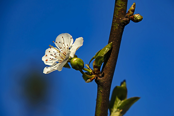 포토 JPG 해외이미지 잎 자연 하늘 사람없음 벚꽃 나뭇가지 우아함 해외포토 나무 식물 꽃 컨셉 생태계 파일형식 이미지허브