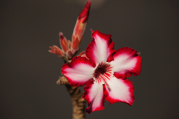 포토 JPG 해외이미지 식물 공원 꽃잎 꽃 낙엽 꽃무늬 아프리카 자연 건조 실내 사람없음 야외 장식 빨간색 컬러풀 환경 정원 벚꽃 흰색 뜨거움 전기에너지 수분 관목 꽃가루 서식지 남쪽 내추럴 꽃수술 아열대 전국 필라멘트 스타일 해외포토 나무 공공시설 나라 컬러 잎 무늬 내부 에너지 가루 방향 생태계 파일형식 이미지허브