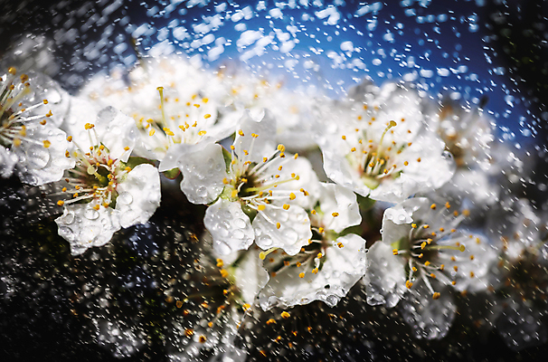 포토 JPG 해외이미지 나무 식물 계절 꽃잎 꽃 백그라운드 꽃무늬 밭 자연 사람없음 야외 초록색 물 뷰티 환경 정원 맑음 봄 성장 벚꽃 흰색 물방울 나뭇가지 신선 개화 체리 사과 이슬 과수원 묘사 부드러움 자두 내추럴 해외포토 자연요소 컬러 무늬 농업 과일 날씨 감각 생태계 파일형식 이미지허브