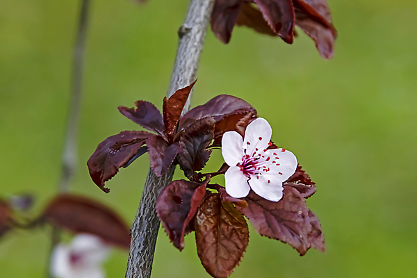 포토 JPG 해외이미지 잎 자연 사람없음 벚꽃 나뭇가지 우아함 해외포토 나무 식물 꽃 컨셉 생태계 파일형식 이미지허브