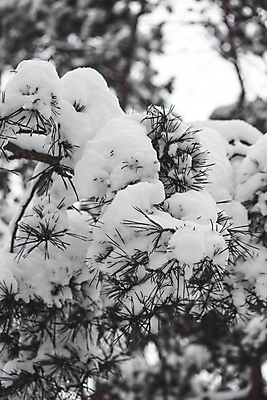포토 JPG 해외이미지 나무 식물 동물 커플 응시 크리스마스 겨울 조류 스키 서기 사람없음 야외 목재 얼음 추위 나뭇가지 소나무 눈송이 숲 서리 상록수 침엽수 전나무 가문비나무 해외포토 자연요소 시선 계절 기념일 재료 관계 모션 겨울스포츠 눈_날씨 파일형식 이미지허브
